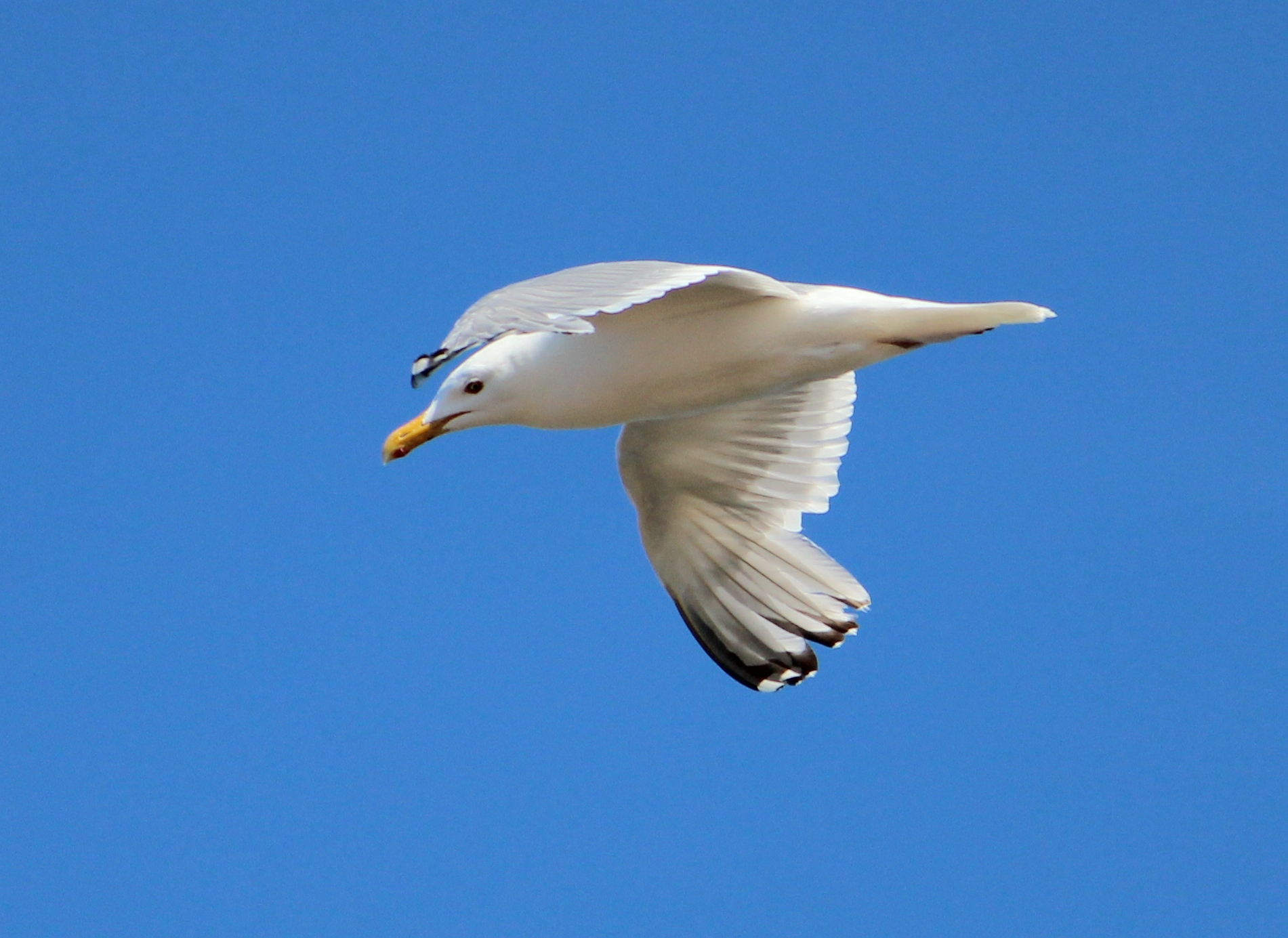 Thayer's gull